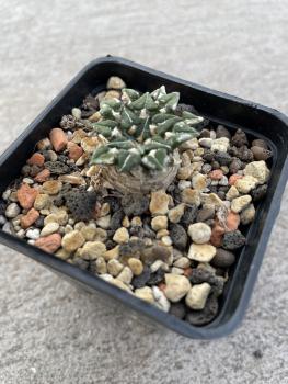 Ariocarpus kotschoubeyanus